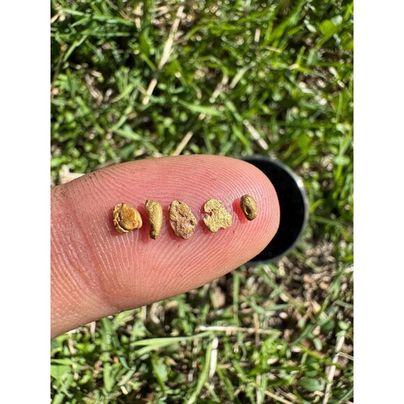 California Gold Nuggets in Display Case - 0.32 grams - Picture 6 of 7